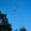 Grullas en vuelo migratorio por el Pirineo