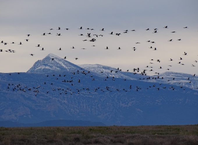 Sábado 21 de septiembre – La migración de las aves.