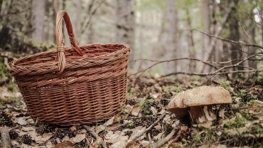 XIII Jornadas Micológicas de Panticosa