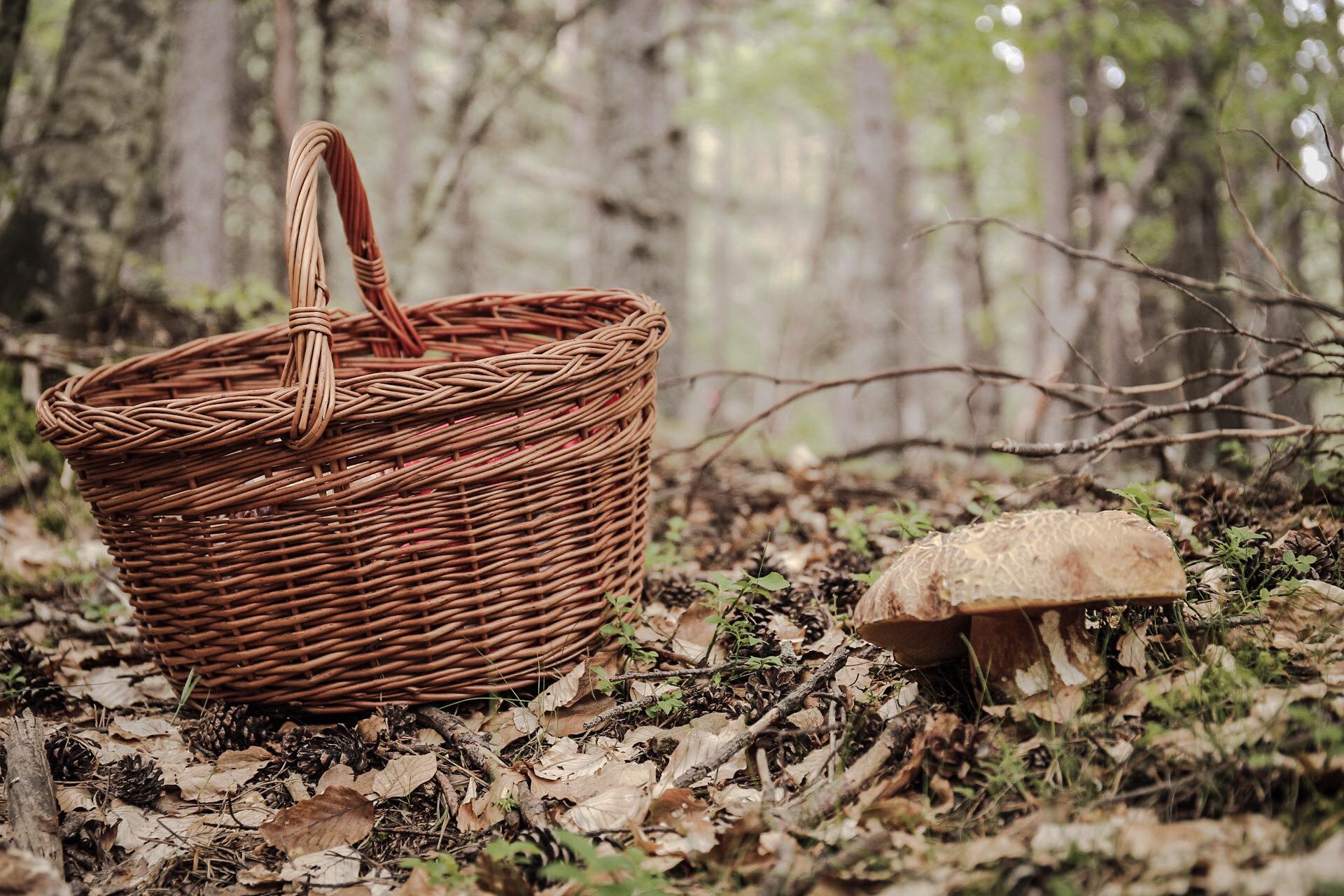 XIII Jornadas Micológicas de Panticosa